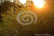 News picture